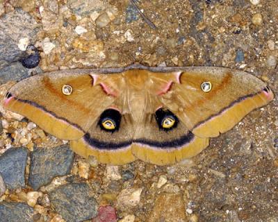 14900 Polyphemus Moth