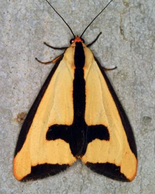 02497 Clymene Moth