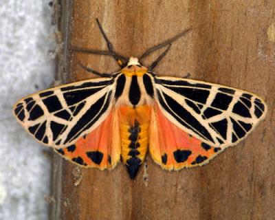 15399 Parthenice Tiger Moth