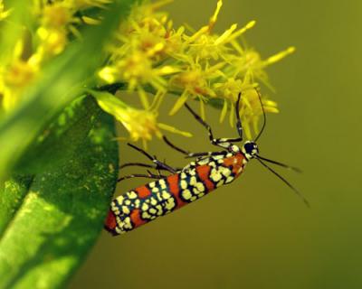 15655 Ailanthus Webworm Moth