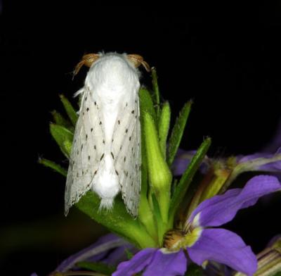 14109 Dot-lined White Moth