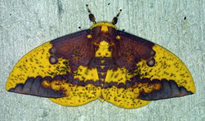 02159 Imperial Moth