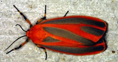 02177 Scarlet Winged Lichen Moth