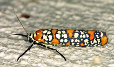 02595 Ailanthus Webworm Moth