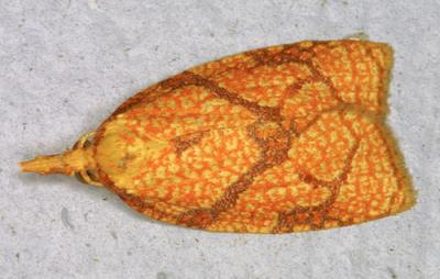 02606 Reticulated Sparganothis Moth
