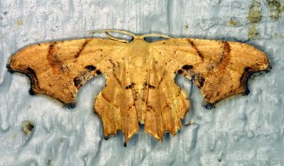 03056 Brown Scoopwing Moth