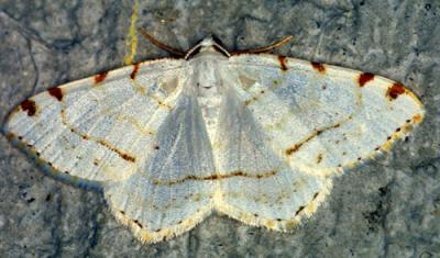01663 Lesser Maple Spanworm Moth