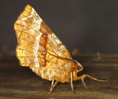 09402  Kent's Geometer Moth