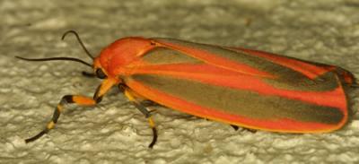 02187 Scarlet Winged Lichen Moth