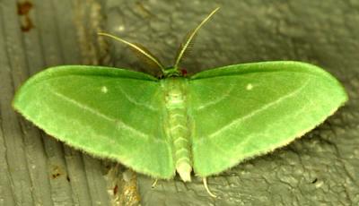 02207 Bad-wing Moth