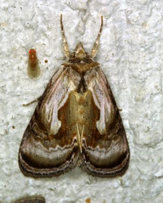 12817 Formosa Looper Moth