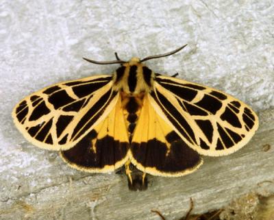 13189 Anna Tiger Moth