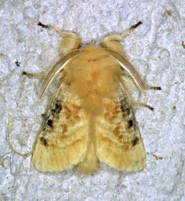 13324 Black-waved Flannel Moth