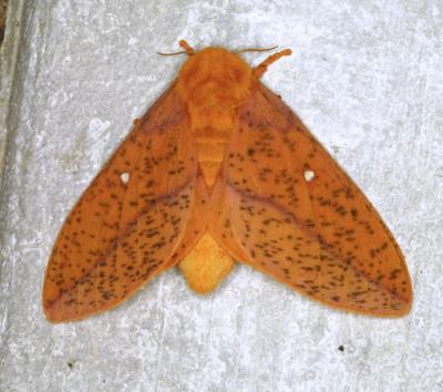 13669 Spiny Oakworm Moth