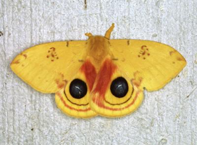 13751 IO Moth--Male