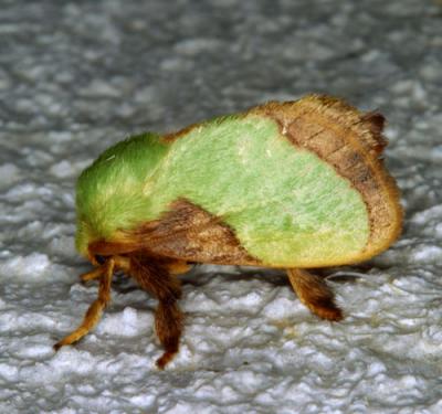 13883  Smaller Parasa Moth