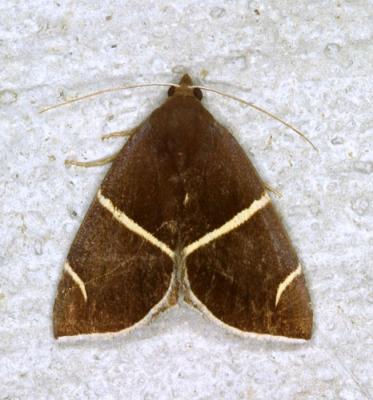 14123 Four-lined Chocolate Moth