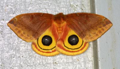 14125 IO Moth Female