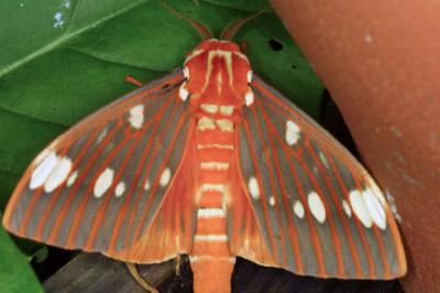 14348 Regal Moth