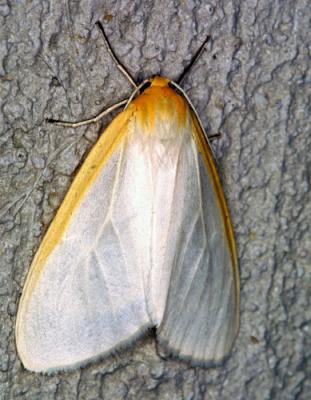 02498 Delicate Cycnia Moth