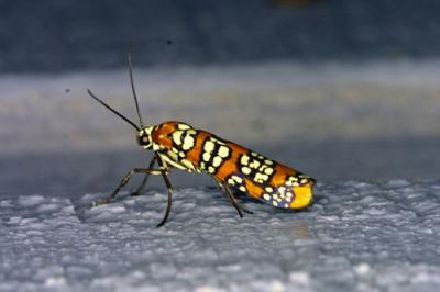 03061 Ailanthus Webworm Moth
