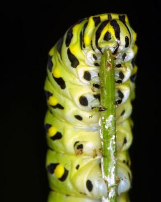 15283 Black Swallowtail Close-up