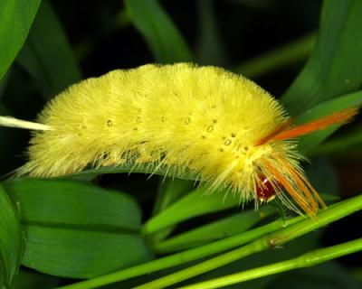 15391 Sycamore Tussock Moth