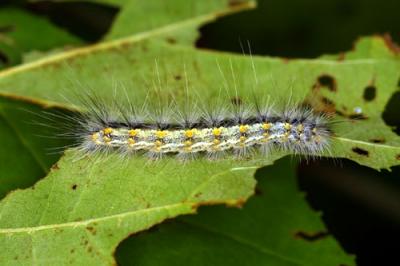 15662  Fall Webworm Moth