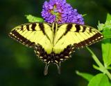 02932 Eastern Tiger Swallowtail