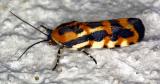 02183 Common Spragueia Moth