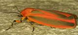 02187 Scarlet Winged Lichen Moth