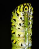 15283 Black Swallowtail Close-up