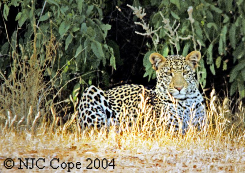 leopard-609.jpg
