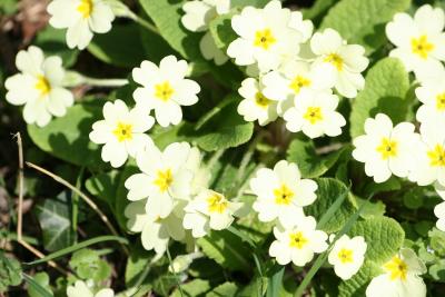 u10/bundubasher/medium/41427413.primrose1.jpg