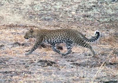 leopard-p6.jpg