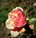 rose1151-m.JPG