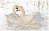 Swan Christmas
