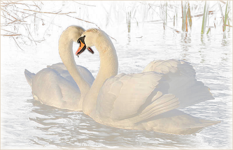 Swan Christmas