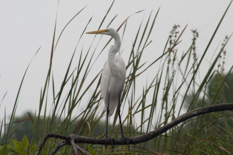 White Heron