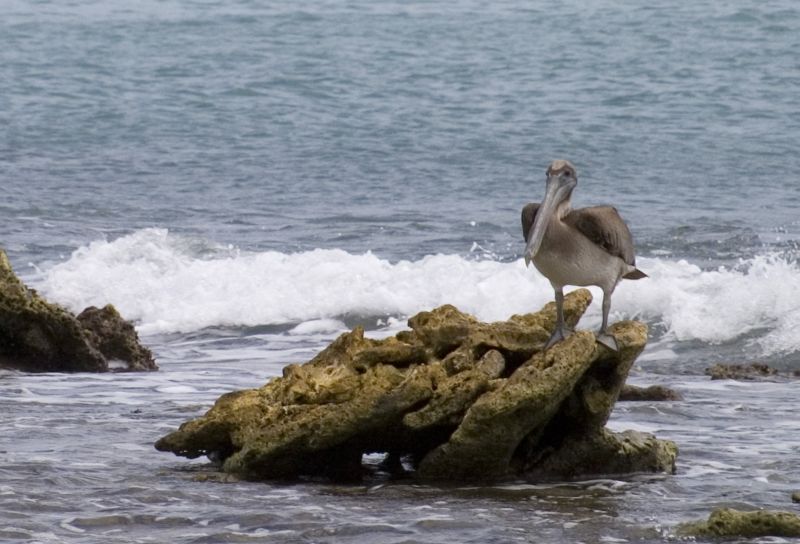 Pelican - at Pelican Bar