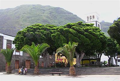Plaza and Indian Laurel Trees.JPG