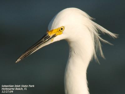 Snowy Egret