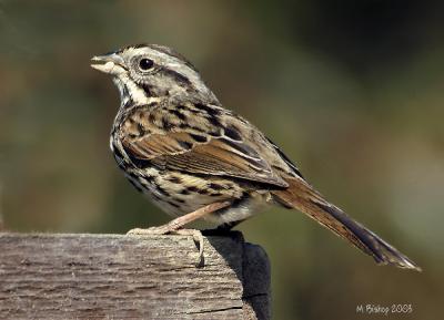 Song Sparrow