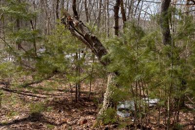 slt_oldrrtrail_093.jpg
