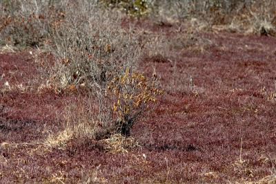 slt_oldrrtrail_125.jpg