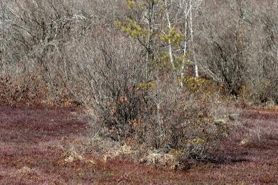 slt_oldrrtrail_127.jpg