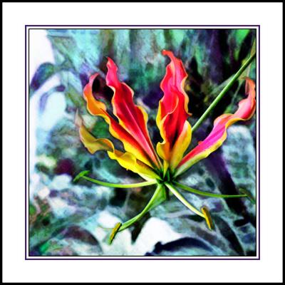 Gloriosa Lily