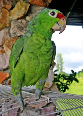 Parrot 2