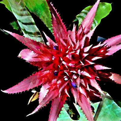 Bromeliad 1