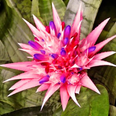 Bromeliad 4